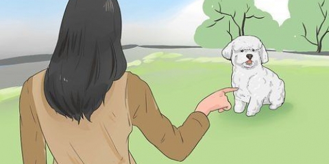 Tränar en bichon frisé