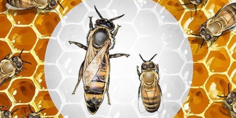 Identifiera en drottning