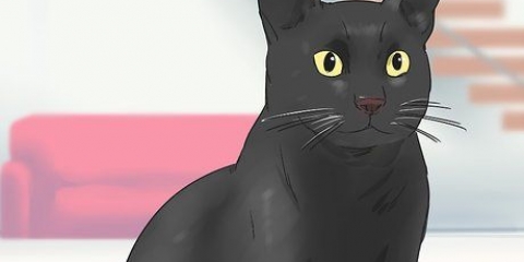 Identifiera en bombay cat