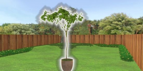 Plantera ett träd