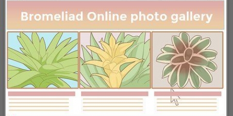 Ta hand om en bromeliad