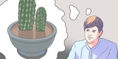 Pottera om en kaktus