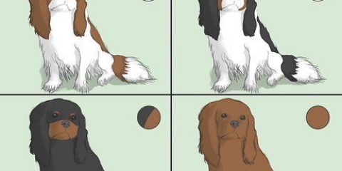Att välja en cavalier king charles spaniel