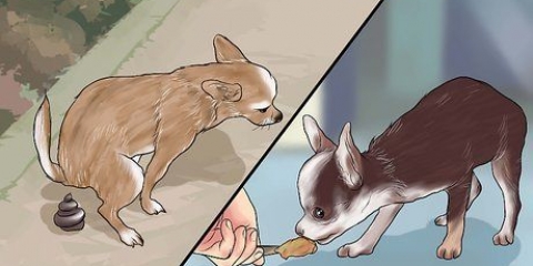 Potträning en chihuahua