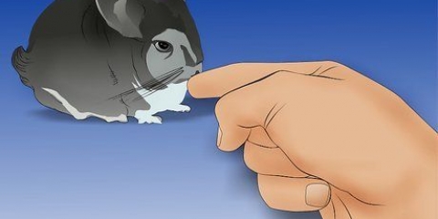 Håller en chinchilla