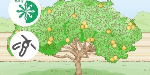 Beskär ett citronträd