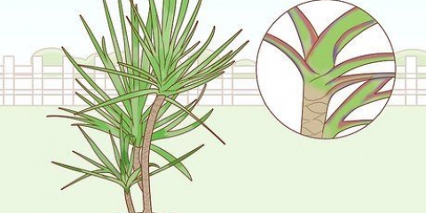 Att ta hand om en dracaena