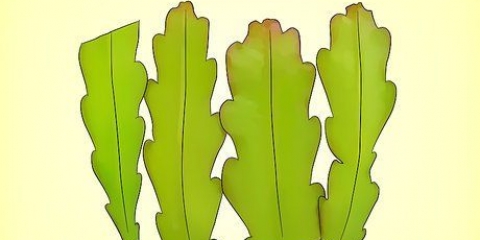 Odla en epiphyllum cactus
