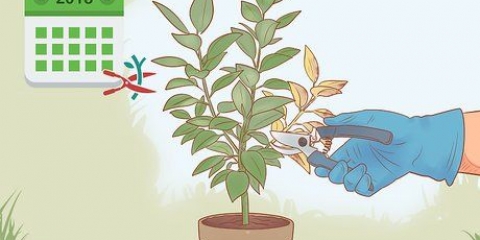 Beskärning av en ficus