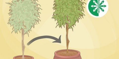 Plantera om ett ficusträd