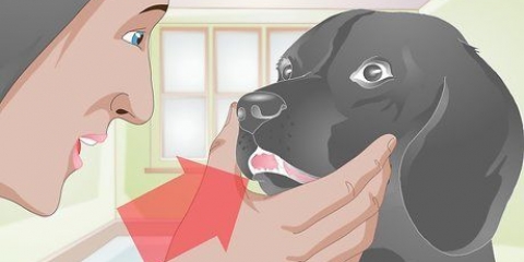 Behandla en trasig tand hos en hund