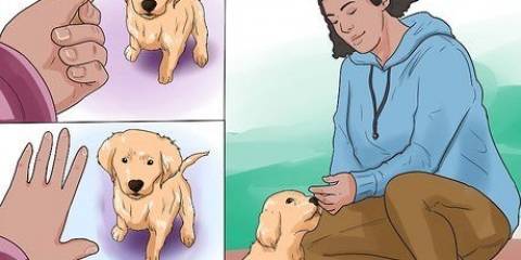 Att träna en golden retrievervalp