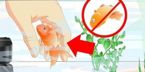 Återuppliva en guldfisk