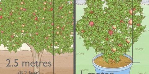 Plantera ett granatäppleträd