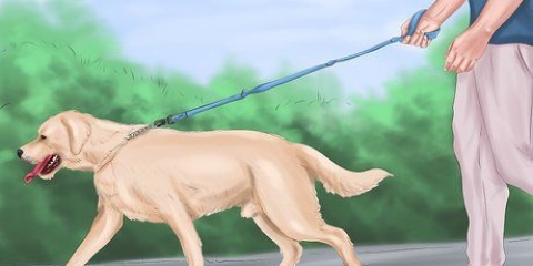 Lugnar en stor lekfull hund
