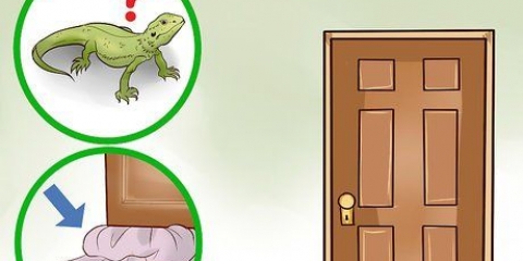 Fångar en ödla i huset