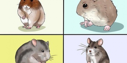 Att välja en hamster