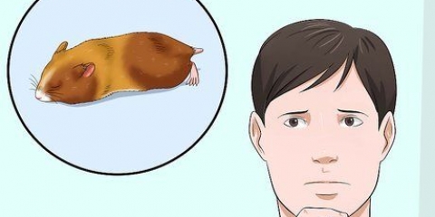 Att få en hamster ur viloläget