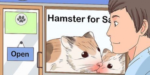 Att ta hand om en hamster