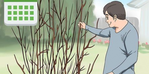 Beskärning av en hibiskusväxt