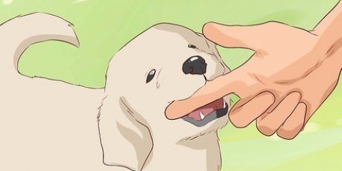 Hur man avtränar en hund att bita