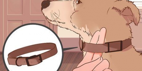 Hur man avtränar en hund att dra