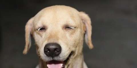 Hur man hindrar en hund från att hoppa upp på människor