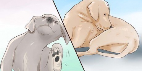 Kontrollerar en hund för ringorm