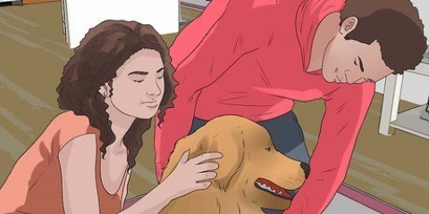 Hur man lyfter en hund på rätt sätt