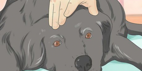 Att hjälpa en döende hund