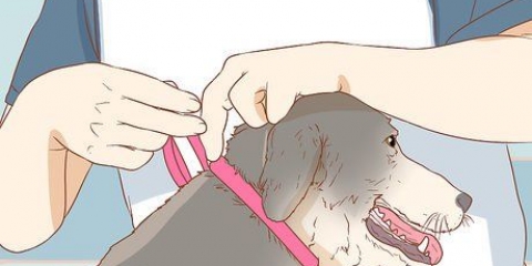 Stoppa en hund från att slicka ett sår