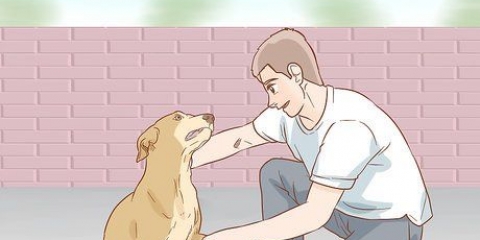 Hjälper en hund att återhämta sig från ett brutet ben