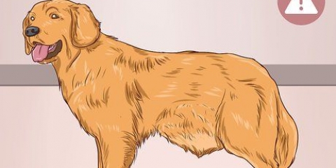 Hjälper en hund att rensa en blockering i tarmen