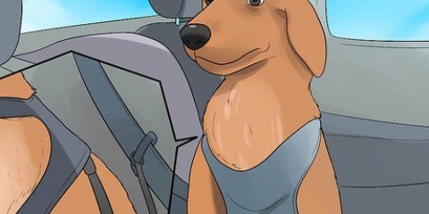 Att lugna en hund som är nervös i bilen