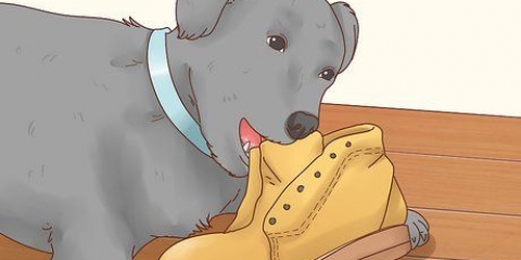 Hur man får en hund att sluta äta jord