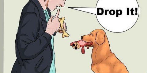 Att lära en hund att hämta