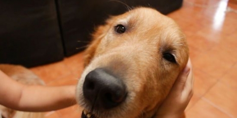 Massera en hund