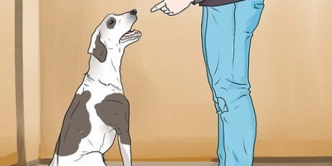 Att straffa en hund