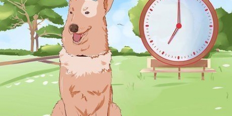 Att träna en hund att kissa ute
