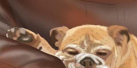 Att träna en hund