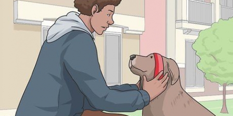 Gå ut med en hund