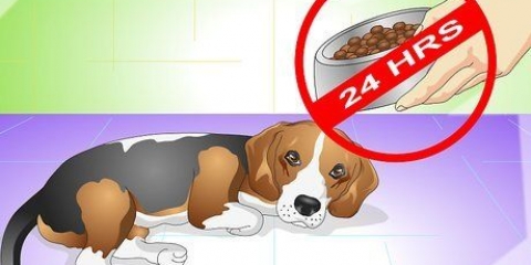 Hur man botar en hund från magvärk