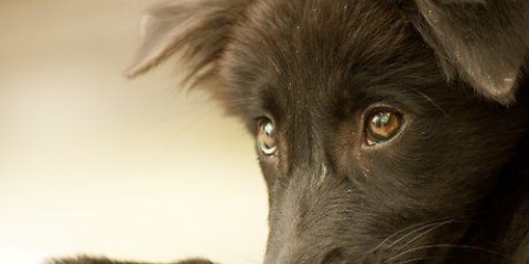 Att få en hund att älska dig