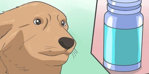 Bedöva en hund på ett säkert sätt