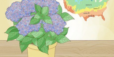 Plantera en hortensia