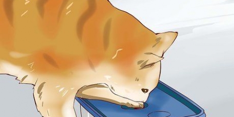 Att söva en hyperaktiv kattunge