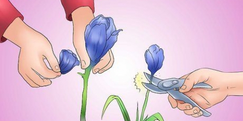 Leder en iris