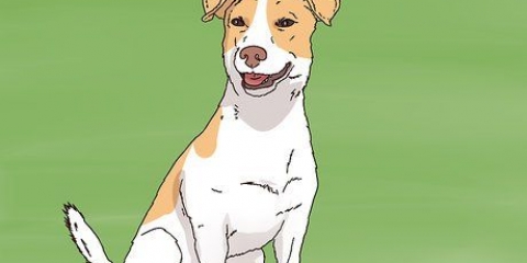 Att välja en jack russell valp