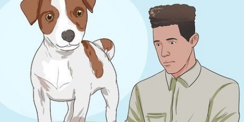 Att hålla en jack russell terrier lycklig