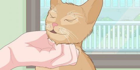 Klappa en katt